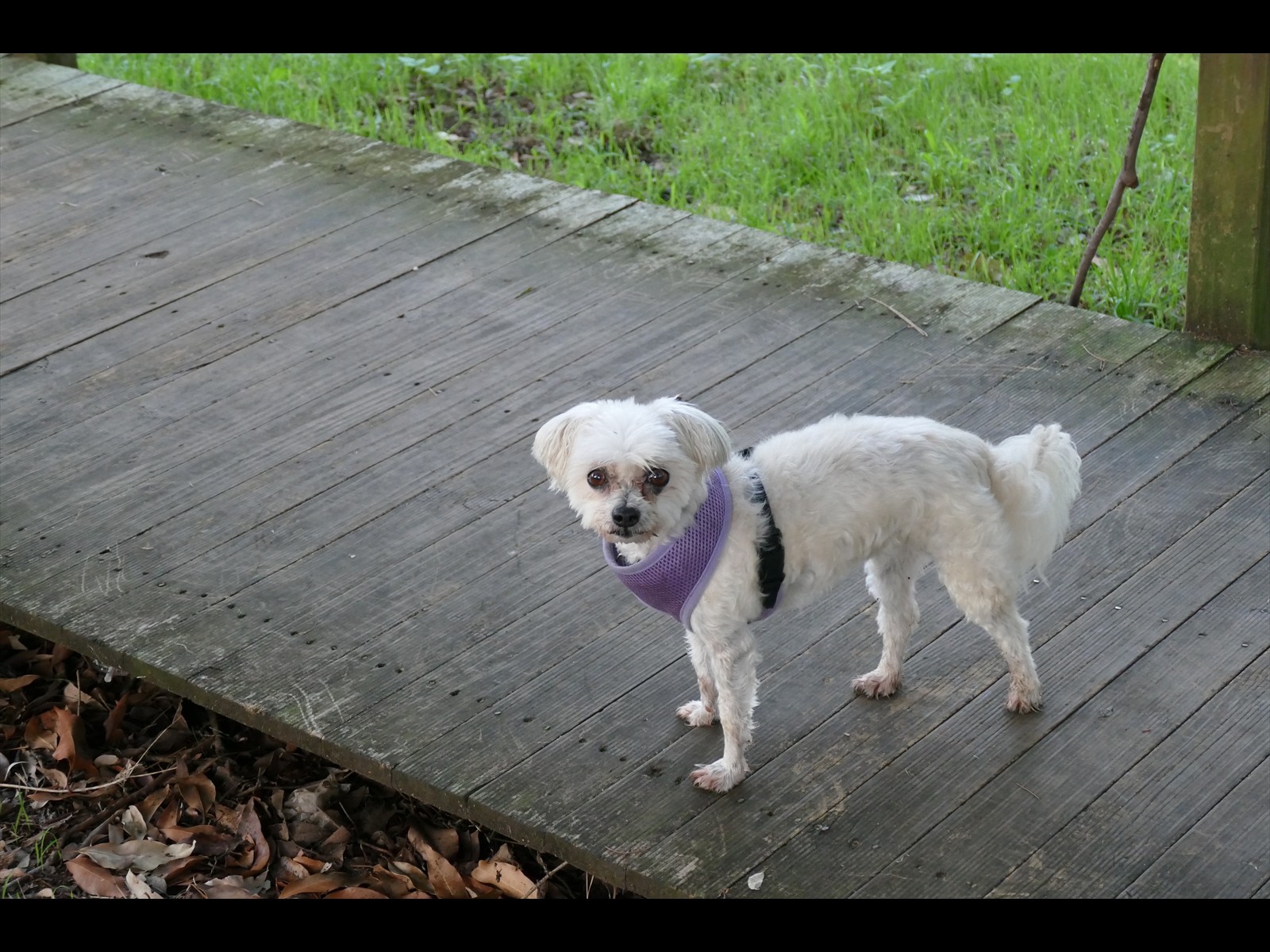 Poppy on Boards